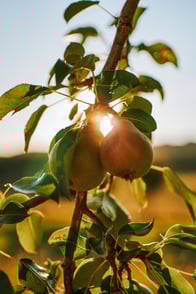 Piante da frutto: come prendersene cura