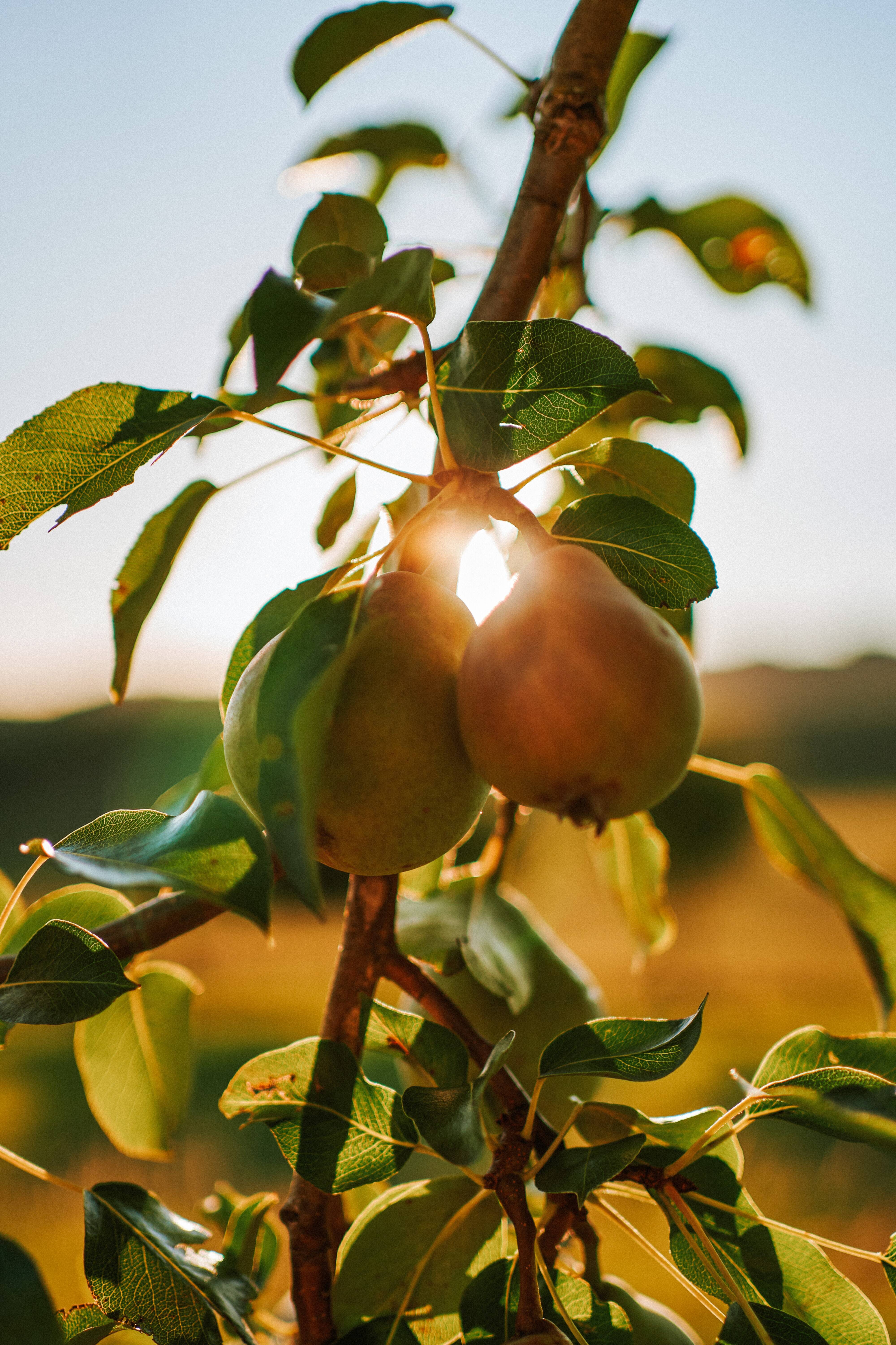 piante da frutto_unsplash