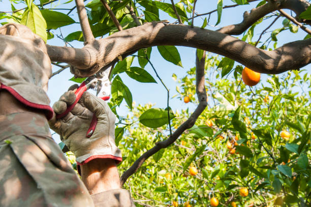 piante da frutto_pruning orange - sabart