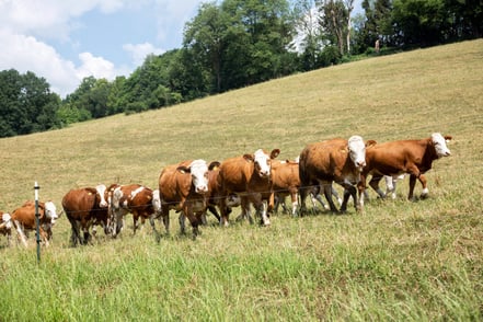 Come realizzare un recinto elettrico per animali