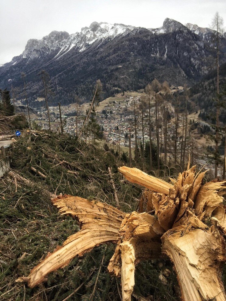 Undercut: l’oro di legno