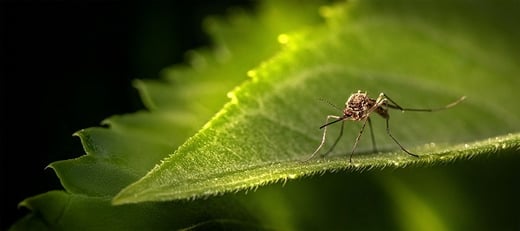 I nuovi sistemi antizanzare IZanz e Sandokan