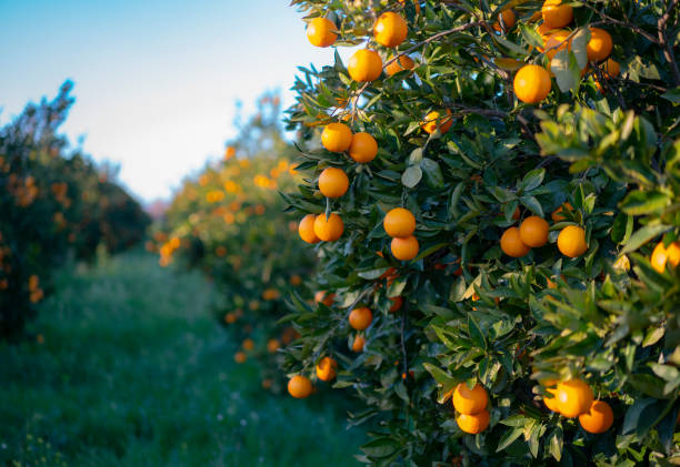 piante da frutto_Oranges - sabart