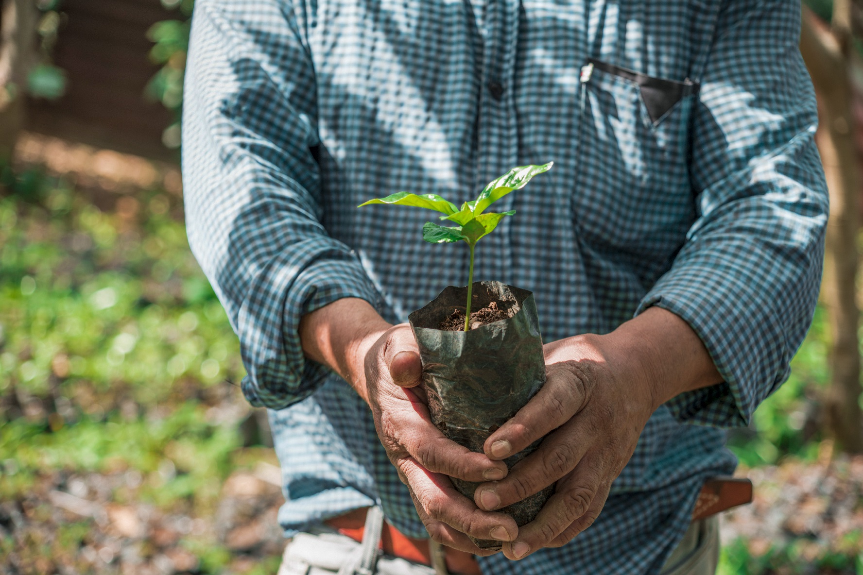 Guatemala_Tree Planting 3 - sabart
