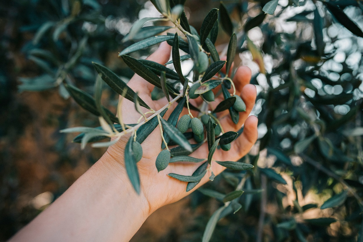 olivicoltura - sabart